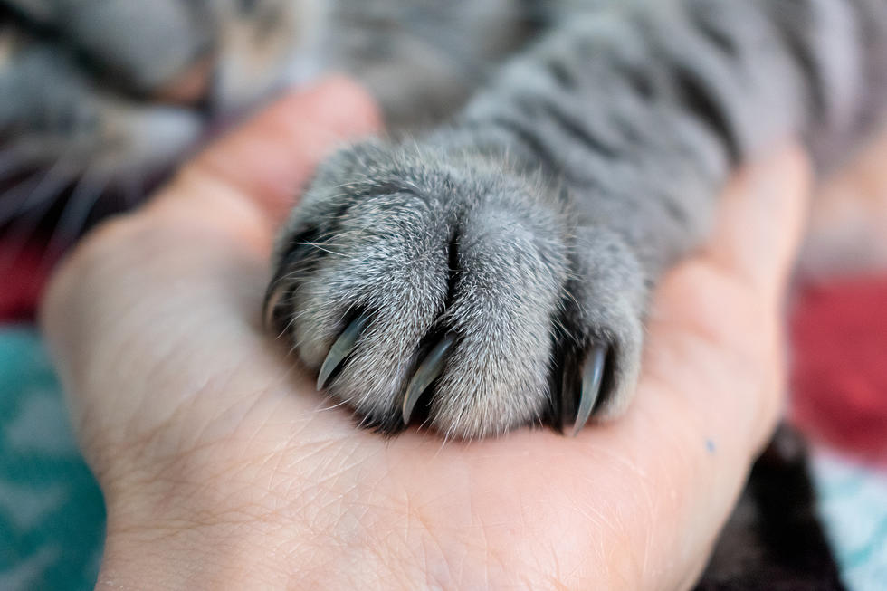 Is it Illegal to Declaw Cats in Pennsylvania?