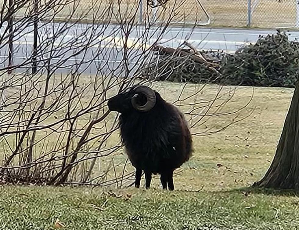 There’s a Missing Ram in Burlington County, New Jersey – You Seen Him?