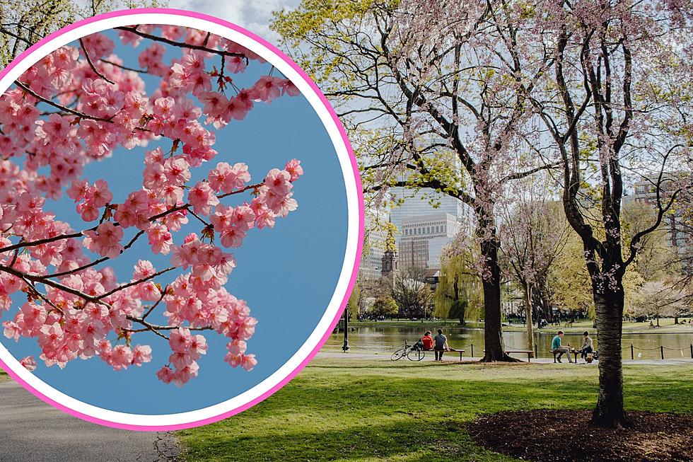 The Subaru Cherry Blossom Festival Returns to Philadelphia This April!