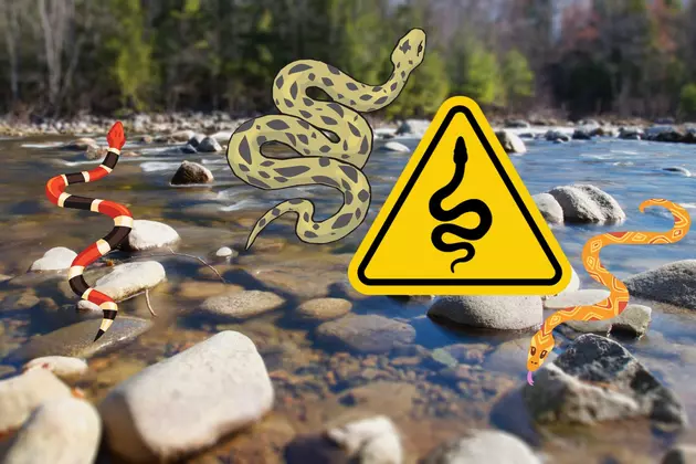 BEWARE: These are the 5 Most Snake Infested Lakes in NJ