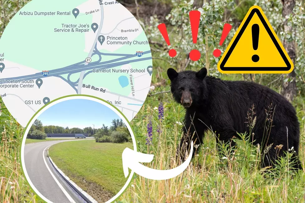 Beware! I Saw a Black Bear in Pennington, NJ! Here’s Exactly Where He Was Hanging Out