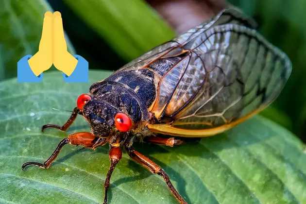 Pray for Warm Weather in NJ &#038; PA During Cicada Invasion Starting in May. Here&#8217;s Why.