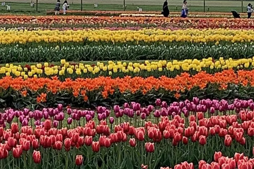 U-Pick Tulips at Holland Ridge Farms in Cream Ridge, NJ Opens April 5th