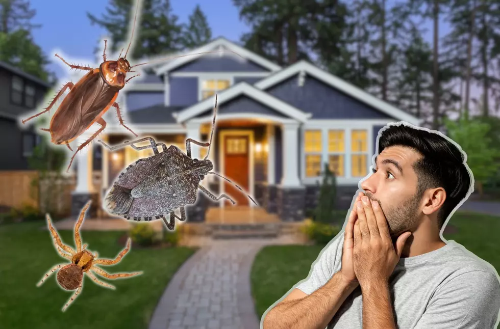 Beware of 3 Pests That Will Try To Enter Your NJ Home This Spring