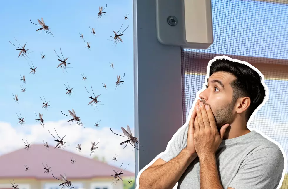 The World’s Deadliest Bug Will Soon Swarm New Jersey