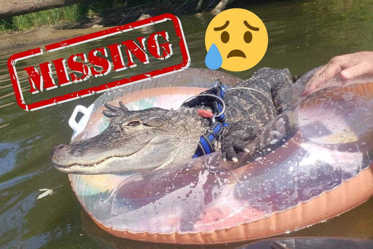 Wally the Famous Support Alligator of PA is Missing in Georgia