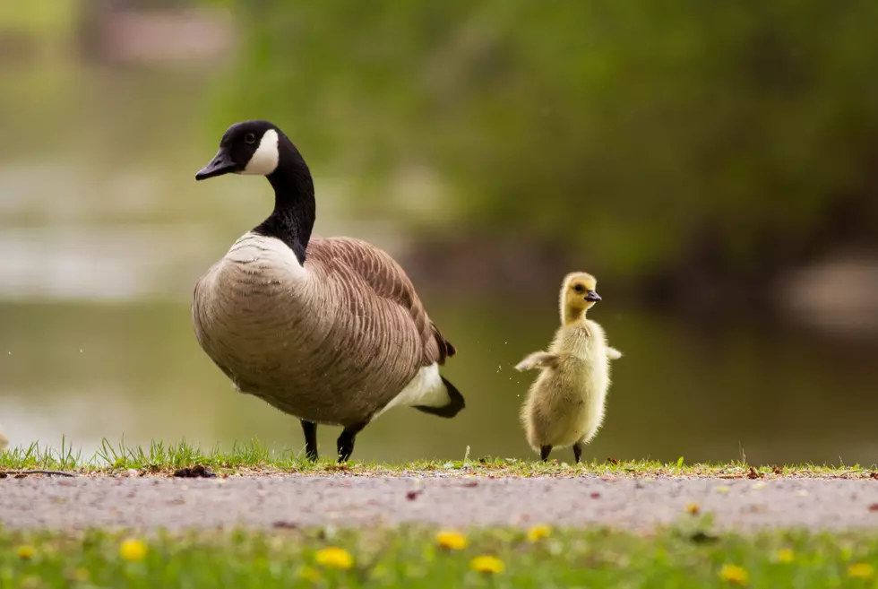 Goose family in spring