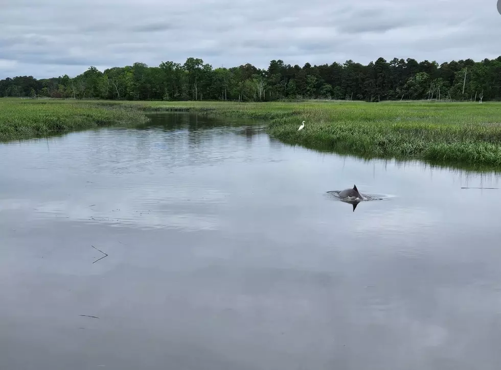 Heartbreaking: Dolphin Trapped in New Jersey Creek Died During Rescue Mission