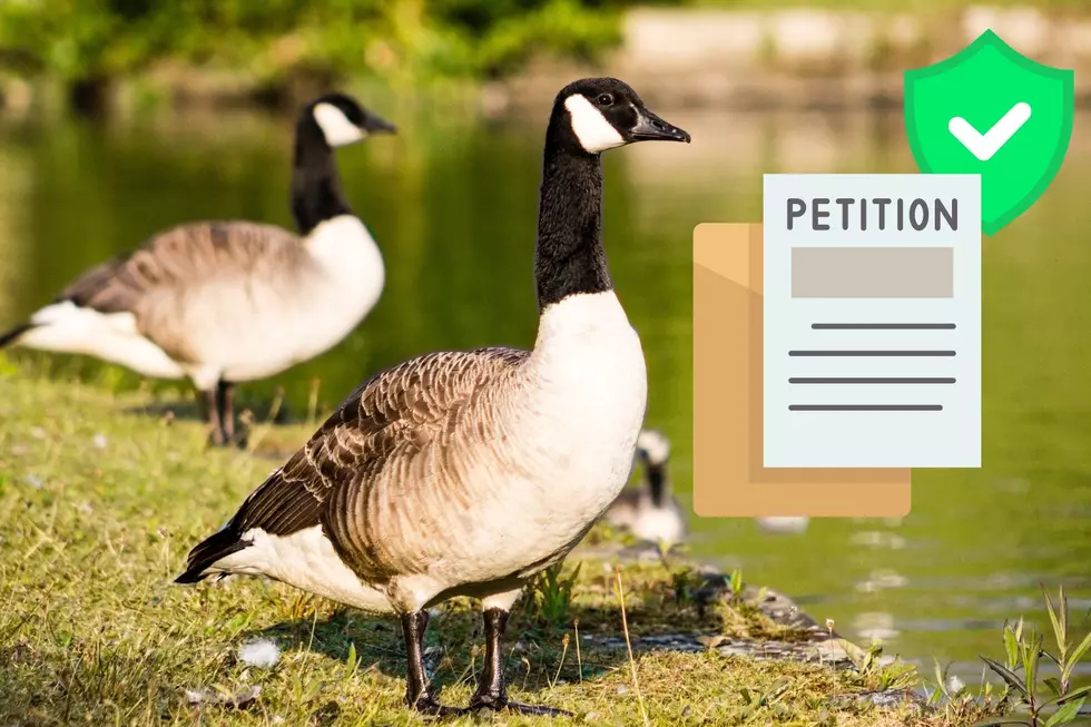 UPDATE: The Geese in This New Jersey are SAVED From Being Gassed to Death!