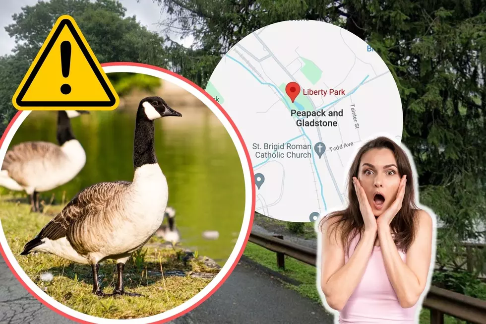 Geese Louise! New Jersey Residents are Appalled by Town&#8217;s Plans to Gas Geese to Death!