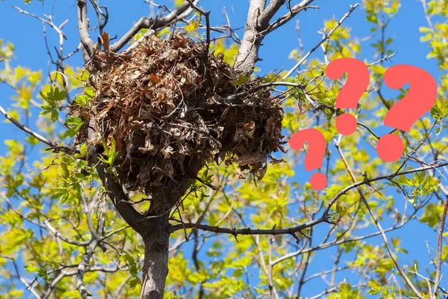 That Huge Ball of Leaves in Pennsylvania Trees Isn&#8217;t a Birds Nest