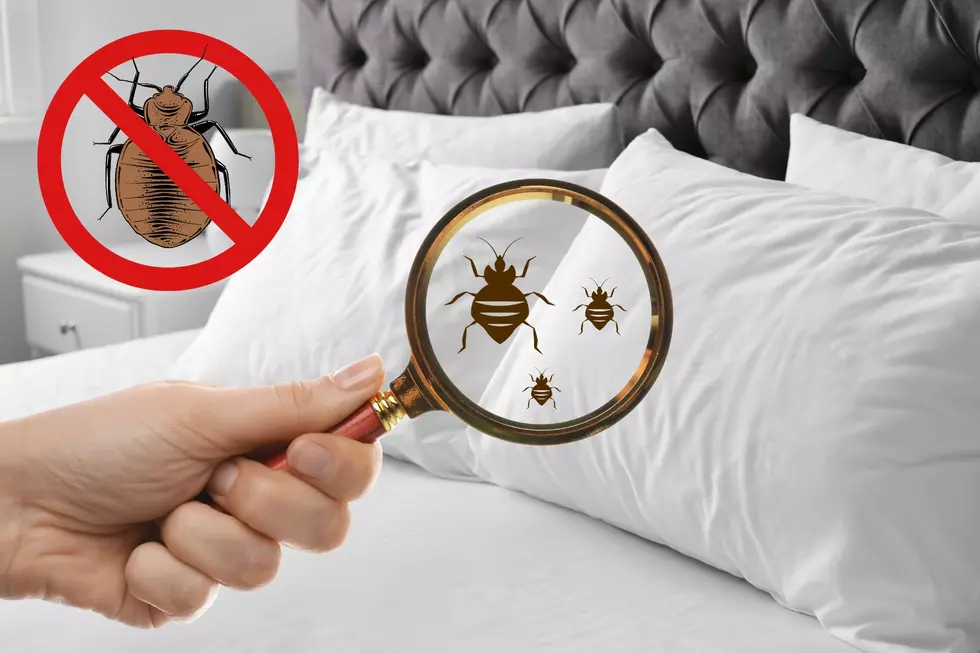 Three Of The Most Bed Bug Infested Cities In The Country Are in Pennsylvania