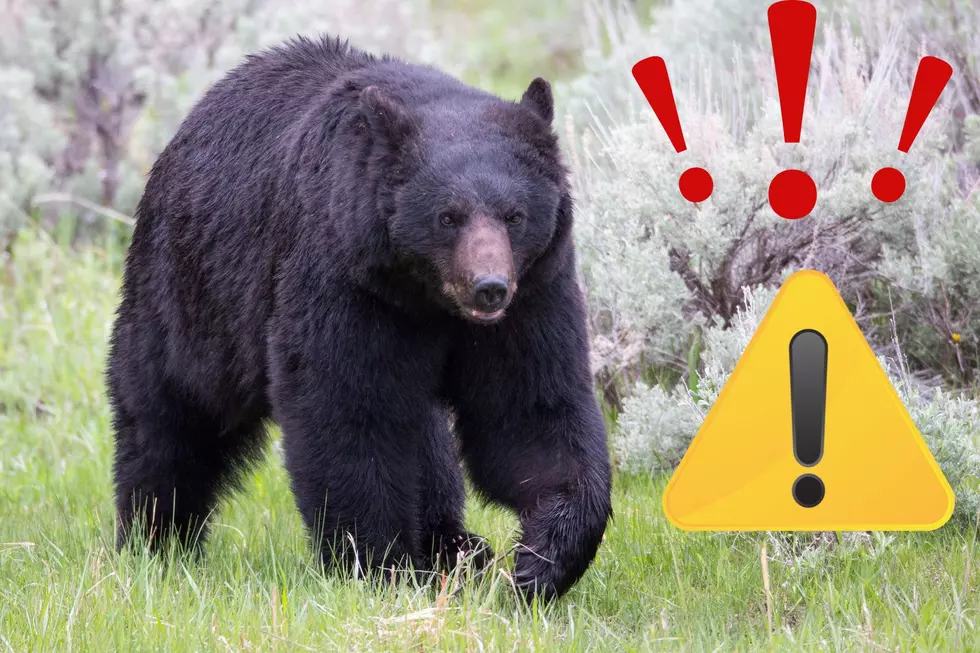 Bear Sighting Reported in Robbinsville, New Jersey