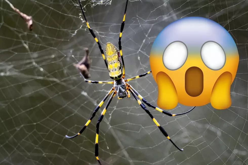 Warning: Huge Flying Venomous Spiders Heading for NJ This Summer