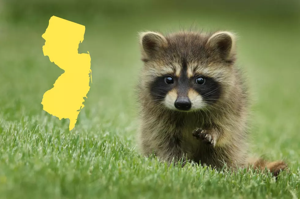 Is It Legal to Have a Pet Raccoon in New Jersey? It Depends.