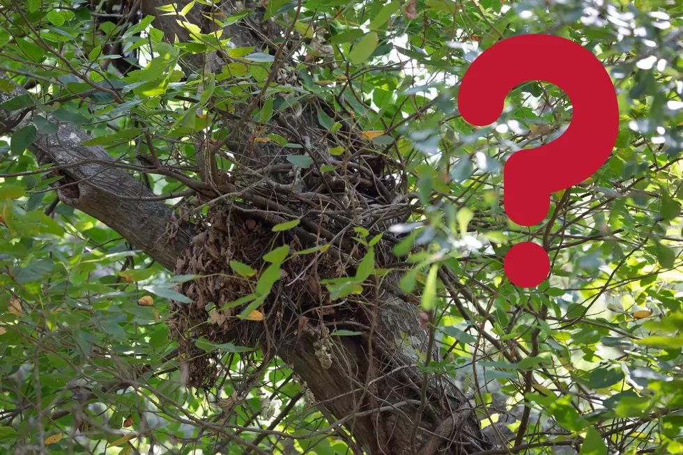 That Huge Ball of Leaves In NJ Trees Isn&#8217;t a Bird Nest