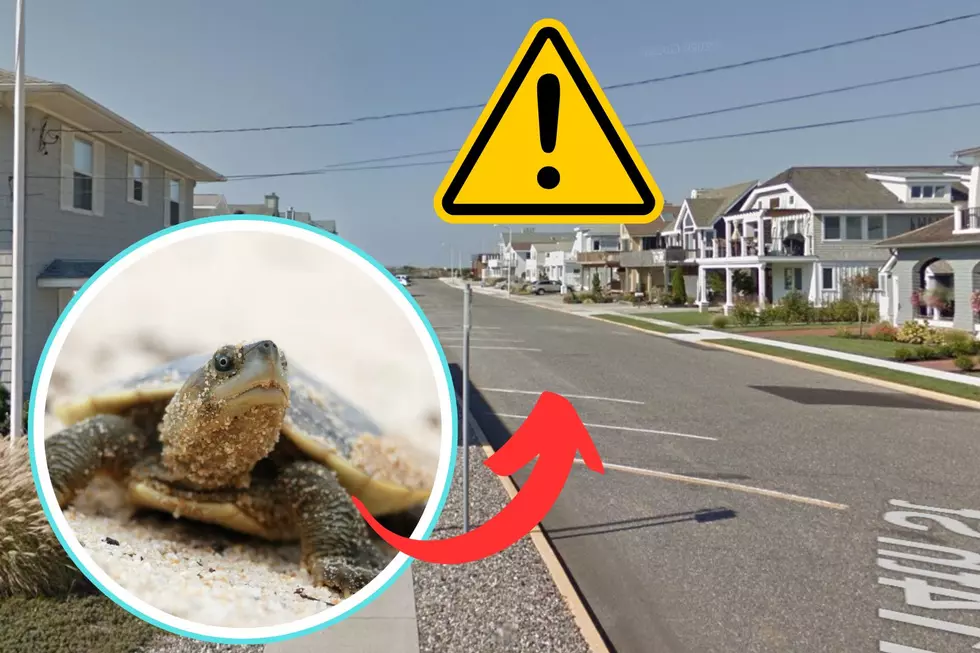 It&#8217;s Nesting Season! Watch Out For Turtles on Jersey Shore Roads, Towns Urge