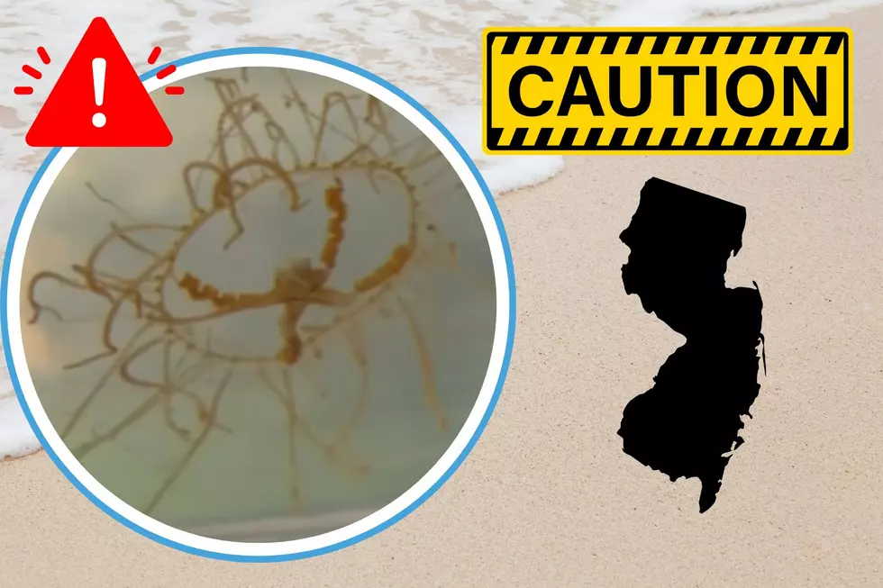 WARNING: Invasive Jellyfish With Painful Sting is Increasing at the Jersey Shores