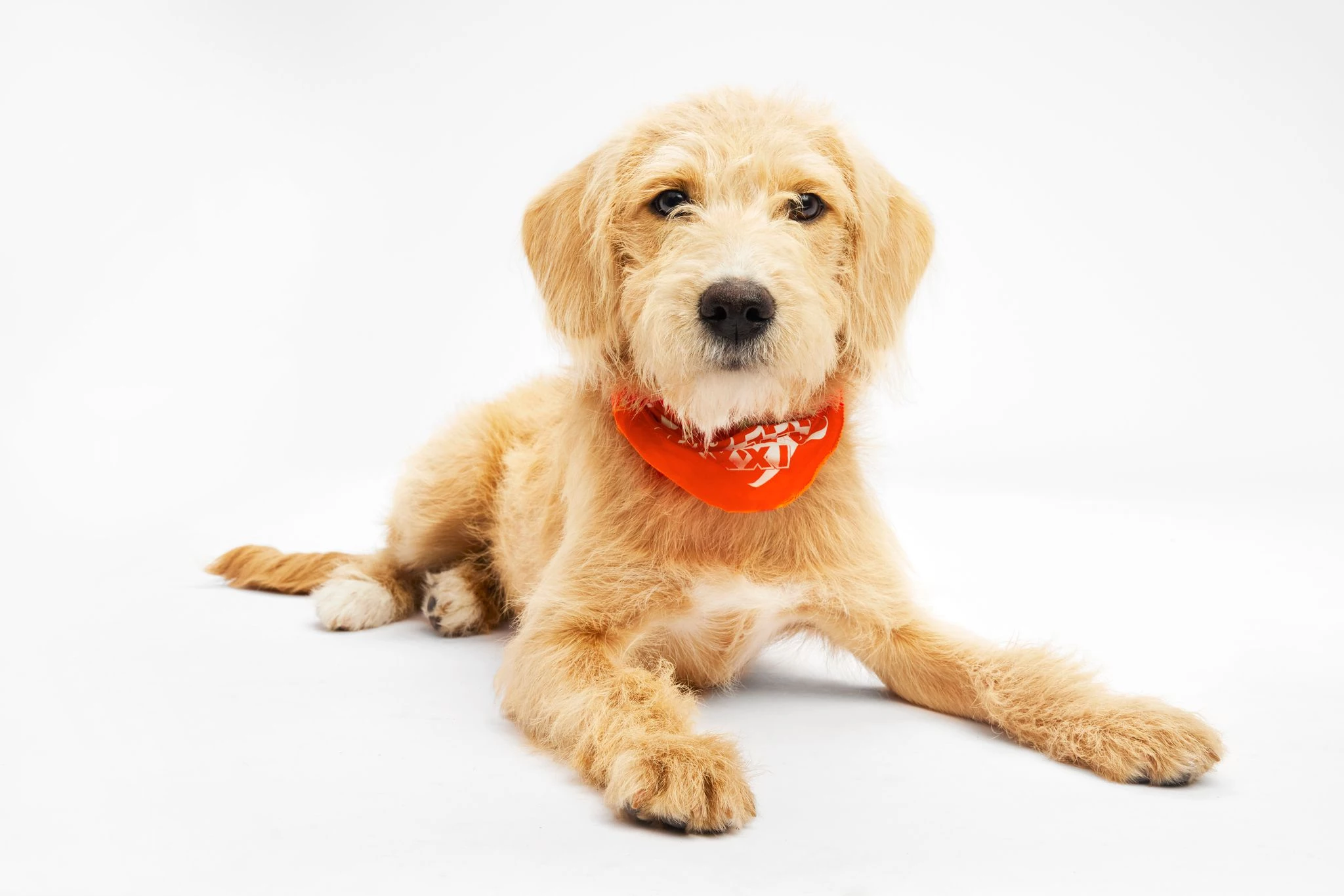 NJ & PA Puppies featured in Puppy Bowl XXI on February 9, 2025