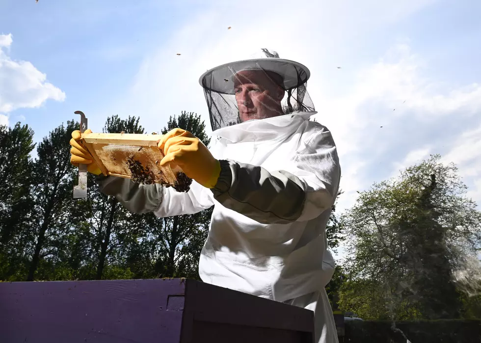 Northern Ireland Bee Populations At Risk Of Extinction