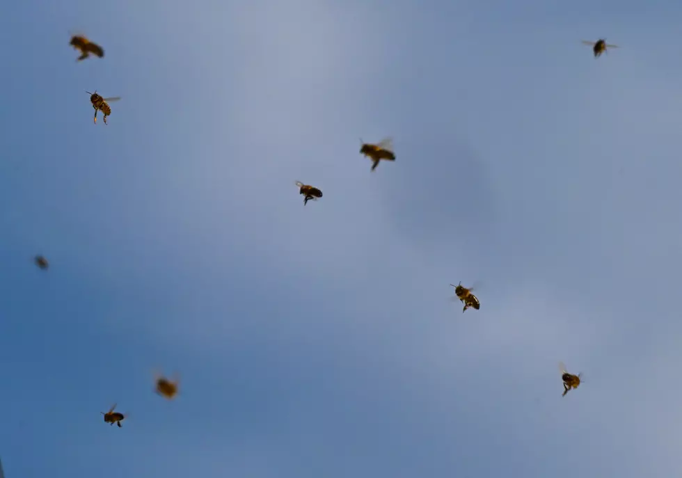 Northern Ireland Bee Populations At Risk Of Extinction