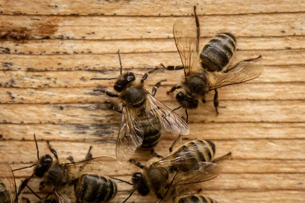 Killer Bees On the Move in The U.S. Are they headed to NY, NJ & PA next?