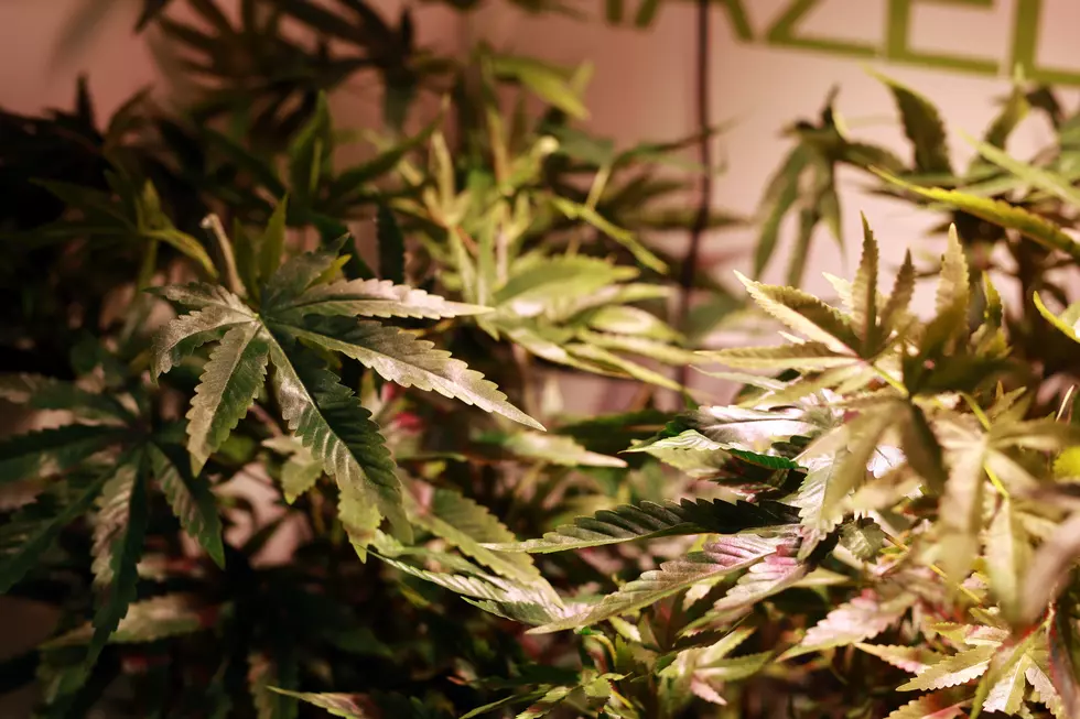 Cannabis Social Clubs Gear Up Following Legalization