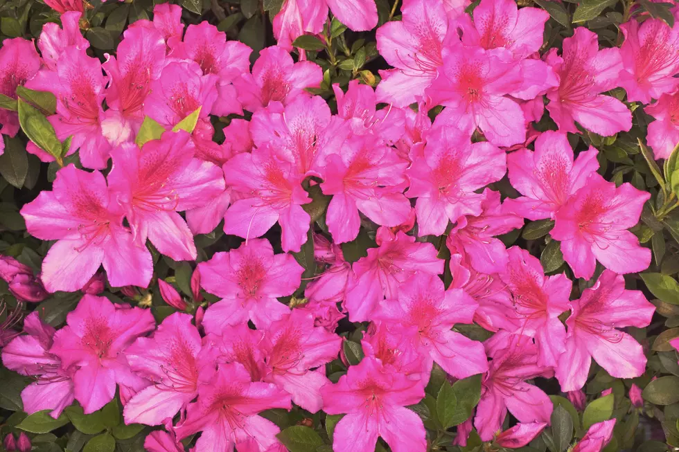 Azalea Festival in Hamilton Township, NJ Postponed; Here’s the New Date