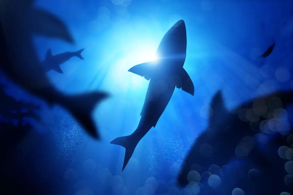 Shreveport Aquarium Hosting Sharks in the Dark Sleepover