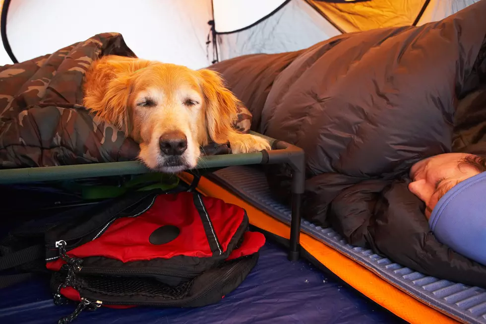 Eight Essentials for Camping with your Canine