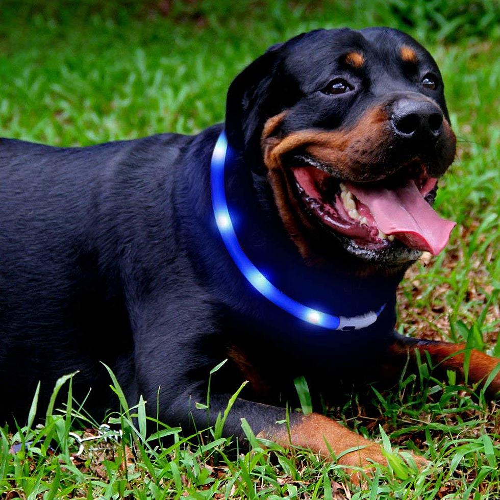 Petco Decides to Stop Selling Shock Collars for Dog Safety Reason