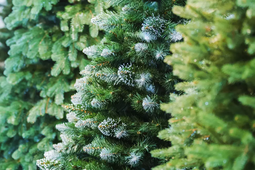 Here's where you can recycle your Christmas tree in Ocean County