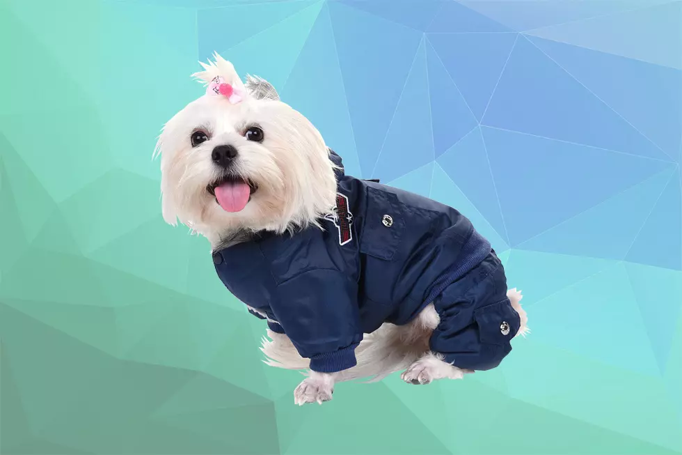 Winter Gear to Keep Your Pets Cozy