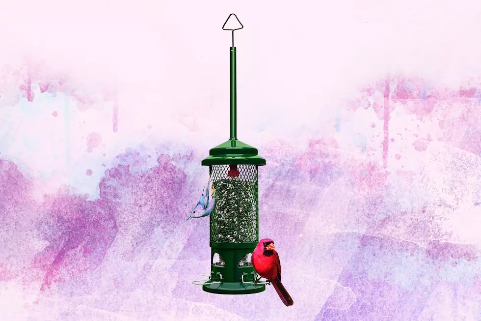 One of the Best Squirrel-Proof Bird Feeders on Amazon