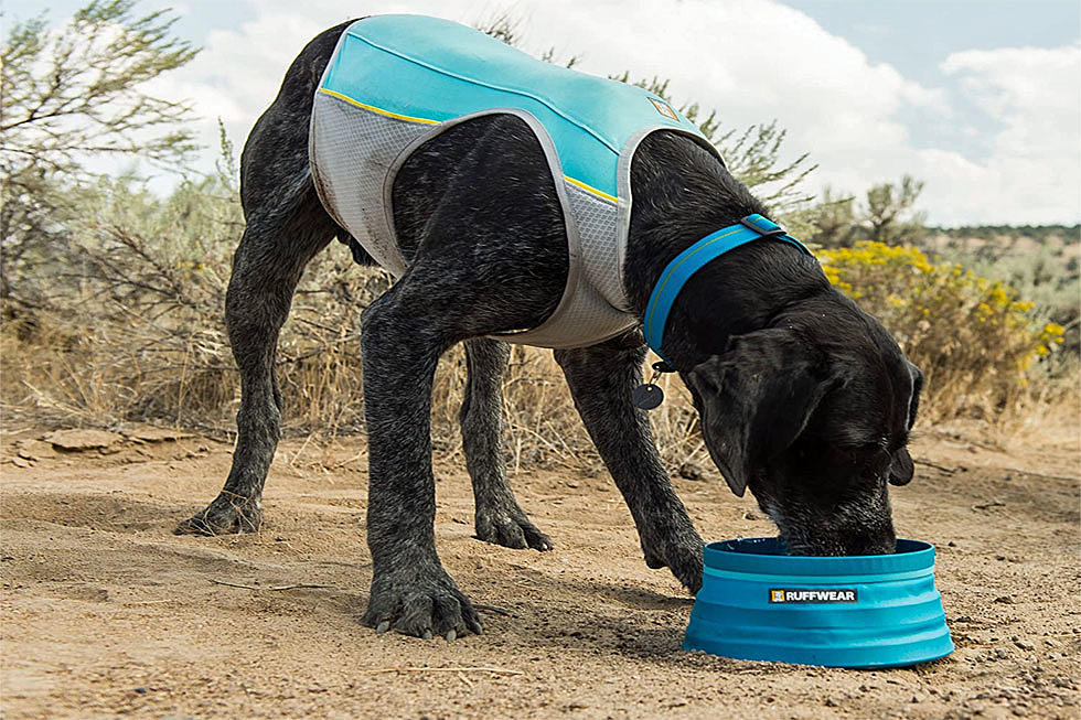 The Best Pet-Cooling Products for Soaring Summer Temps