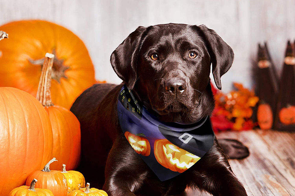 Cute Halloween Costumes For Your Pets