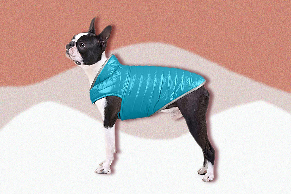 Keep Your Pup Cozy With These Cold Weather Must-Haves