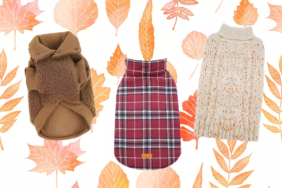Fall Sweaters for Your Four Legged Friend