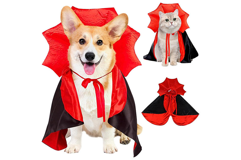 Spooky Scary Pet Costumes for Halloween