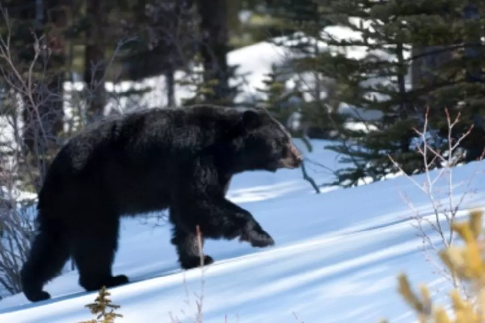 Bear Removed Near Idaho School