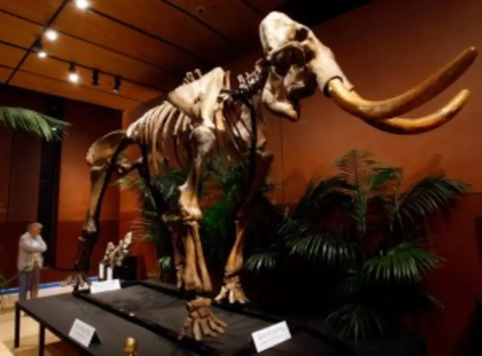 Idaho Anthropologist Investigating Washington Mammoth Bone