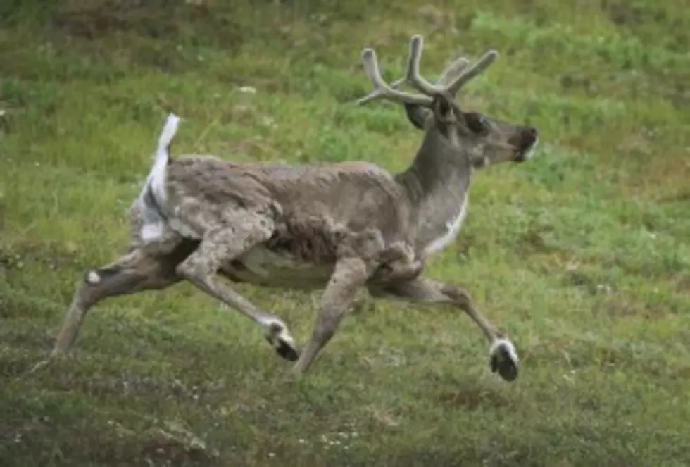 Mountain Caribou Protection Status Downgraded