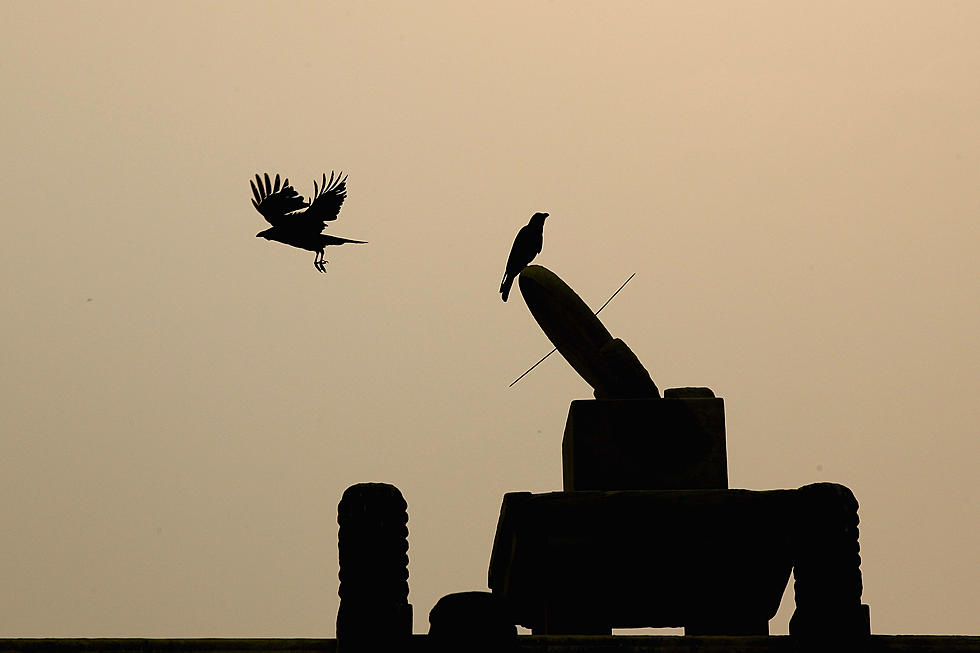 Idaho Wildlife Managers to Delay Raven Poisoning