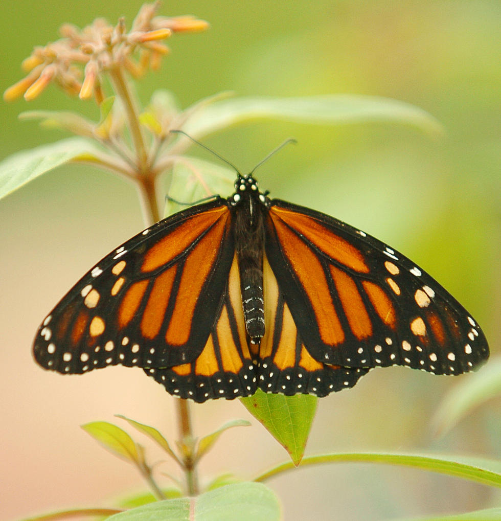 Monarchs Use Special Compass to Navigate from USA to Mexico
