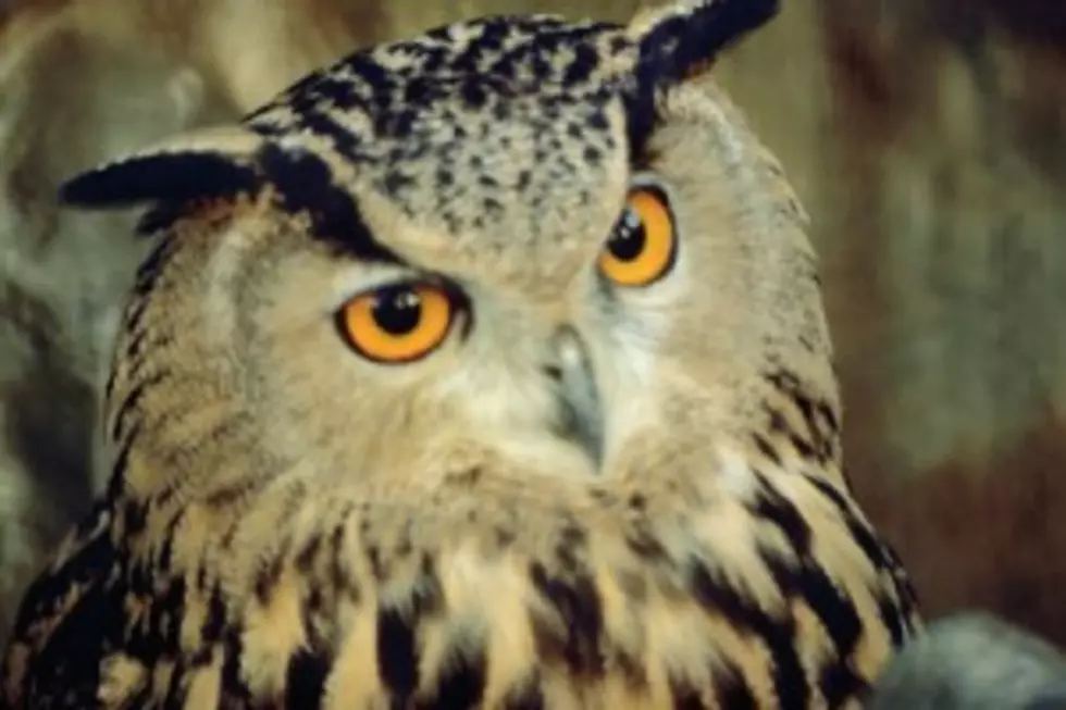 Owl Flies Into Idaho Apartment, Kills Canaries