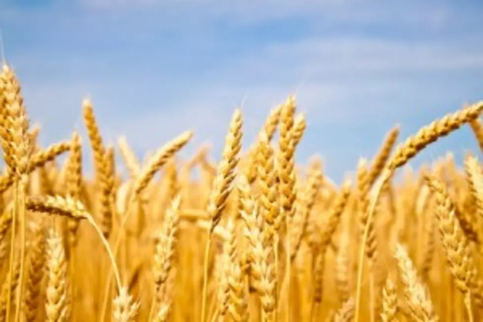 Heat Taking Toll on Washington Wheat Crops