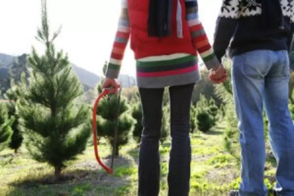 Southern Idaho Christmas Tree Cutting Permits Available this Weekend
