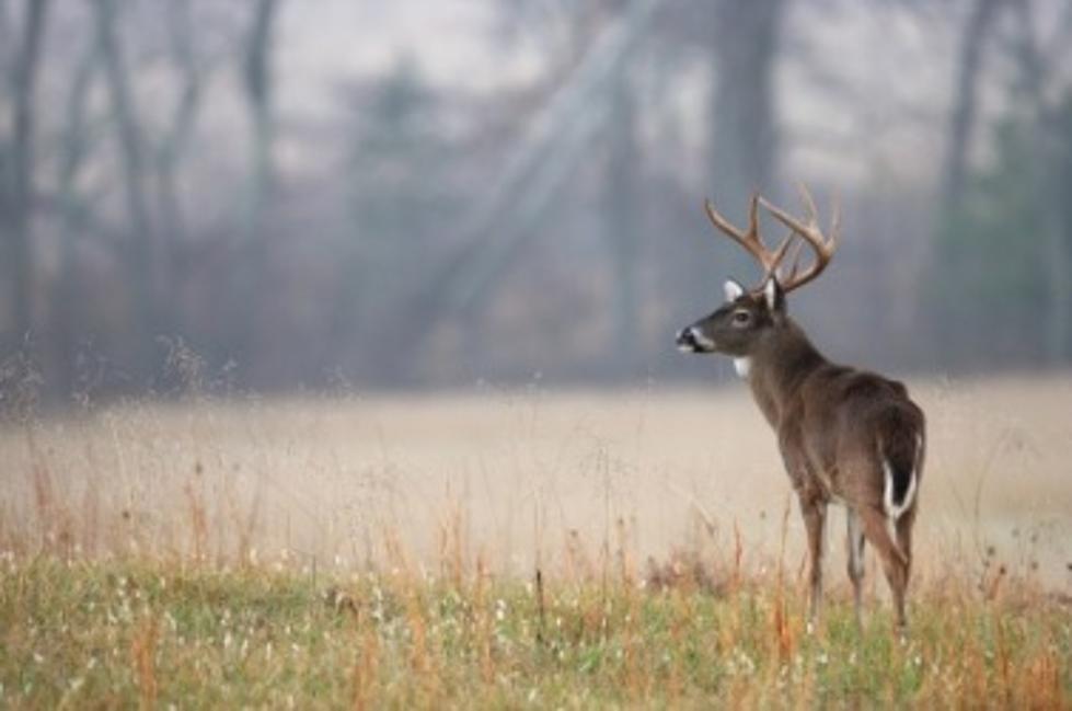 Officials Seek Information on Killing of Two Deer Near Hagerman