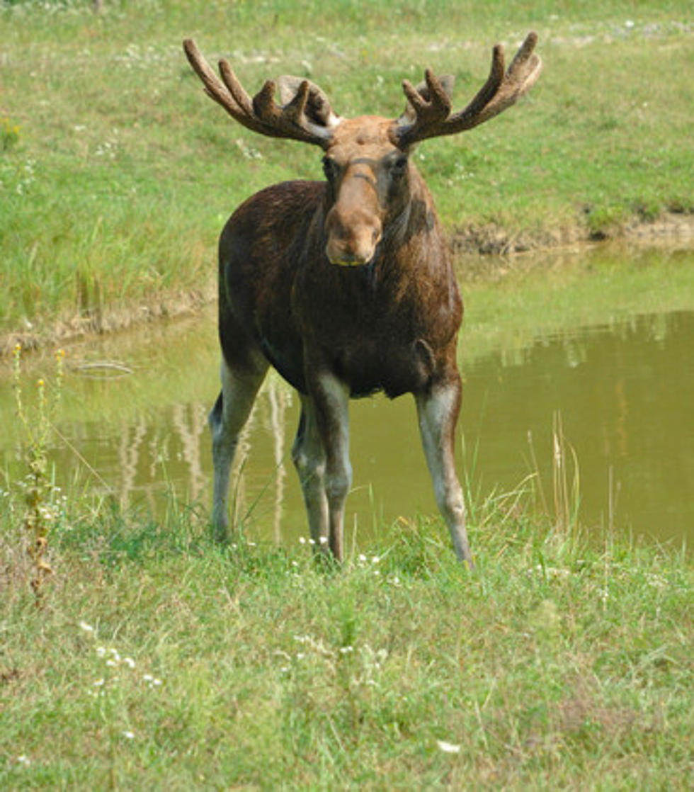 Idaho Fish and Game Investigating Killing of Bull Moose