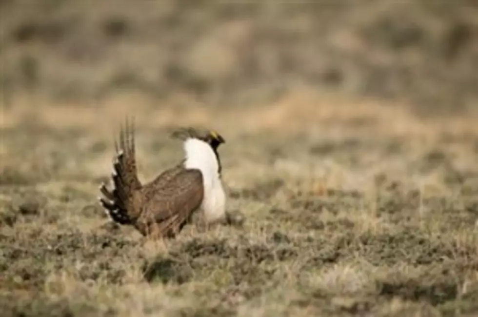 Officials Say Sage Grouse Can be Kept Off Endangered List